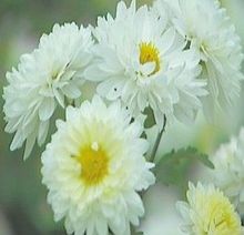 四大怀药之极悦怀菊花